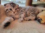 Max - Scottish Fold Cat For Sale - Holland&comma; PA&comma; US