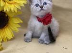 Pam &Teddy - Scottish Straight Cat For Sale - North Richland Hills&comma; TX&comma; US