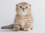 Aleya - Munchkin Cat For Sale - Hollywood&comma; FL&comma; US