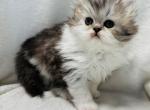 Carson - Persian Cat For Sale - Callahan&comma; FL&comma; US