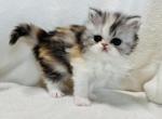 Emma - Persian Cat For Sale - Callahan&comma; FL&comma; US