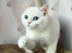 Aren - British Shorthair Cat For Sale - Wheeling&comma; IL&comma; US