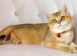 Melissa - British Shorthair Cat For Sale - Wheeling&comma; IL&comma; US