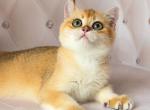 Kerem - British Shorthair Cat For Sale - Wheeling&comma; IL&comma; US