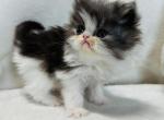 Tux - Persian Cat For Sale - Callahan&comma; FL&comma; US