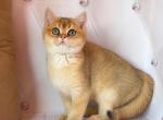 Dilan - British Shorthair Cat For Sale - Wheeling&comma; IL&comma; US