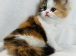 Calliope - Persian Cat For Sale - Callahan&comma; FL&comma; US