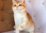Denchik - British Shorthair Cat For Sale - Wheeling&comma; IL&comma; US