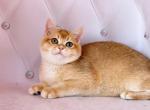 Bendy - British Shorthair Cat For Sale - Wheeling&comma; IL&comma; US