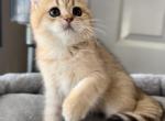 Meme - British Shorthair Cat For Sale - Rancho Cucamonga&comma; CA&comma; US