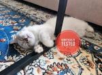 Darisha - Siberian Cat For Sale - San Diego&comma; CA&comma; US