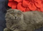 Teddy - Scottish Fold Cat For Sale - Fort Wayne&comma; IN&comma; US