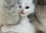 August 23rd Litter Female Blue Bi Color - Ragdoll Cat For Sale - Central Nyack&comma; NY&comma; US