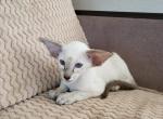 Maksik - Oriental Cat For Sale - Pembroke Pines&comma; FL&comma; US