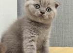 Los Angeles Menta scottish fold lilac solid color - Scottish Fold Cat For Sale - Los Angeles&comma; CA&comma; US
