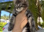 Lucky - Maine Coon Cat For Sale - Hollywood&comma; FL&comma; US