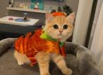 Alisa - British Shorthair Cat For Sale - Los Angeles&comma; CA&comma; US