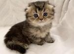 Scott 2 - Scottish Fold Cat For Sale - New York&comma; NY&comma; US