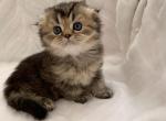Scott 2 - Scottish Fold Cat For Sale - Brooklyn&comma; NY&comma; US