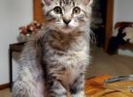 Dumpling - Maine Coon Cat For Sale - Van Horne&comma; IA&comma; US