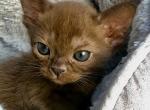Antoshka - Burmese Cat For Sale - Miami&comma; FL&comma; US