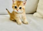 Keanu - Scottish Straight Cat For Sale - Brooklyn&comma; NY&comma; US