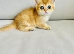 Katie - Scottish Straight Cat For Sale - Brooklyn&comma; NY&comma; US