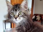 Maxine - Maine Coon Cat For Sale - Van Horne&comma; IA&comma; US