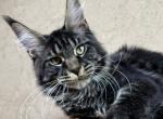 Boris - Maine Coon Cat For Sale - Hollywood&comma; FL&comma; US
