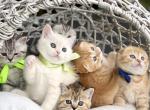 Litter 4 - Scottish Fold Cat For Sale - Kent&comma; WA&comma; US
