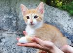 Charlie - Domestic Cat For Sale - Barto&comma; PA&comma; US