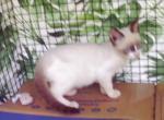 Sealpoint Snowshoe - Snowshoe Cat For Sale - Walterboro&comma; SC&comma; US