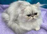 Silver boy - Persian Cat For Sale - Alameda&comma; CA&comma; US