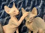 Faith x Paris - Sphynx Cat For Sale - Scottsdale&comma; AZ&comma; US