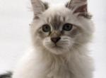 Bella - Siberian Cat For Sale - North Port&comma; FL&comma; US