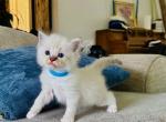 Aspen - Ragdoll Cat For Sale - Los Angeles, CA, US