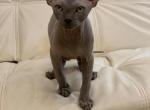 Blue - Sphynx Cat For Sale - Brooklyn&comma; NY&comma; US