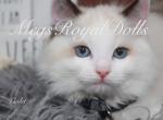 Violet MegsRoyalDolls - Ragdoll Cat For Sale - Hudson&comma; OH&comma; US