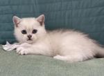 Max - Scottish Straight Cat For Sale - Roseville&comma; CA&comma; US