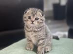 Owlet - Scottish Fold Cat For Sale - Roseville&comma; CA&comma; US