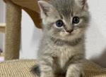 Milo - Scottish Straight Cat For Sale - Miami&comma; FL&comma; US