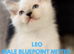 Bluepoint Mitted Male Leo - Ragdoll Cat For Sale - Mount Joy&comma; PA&comma; US