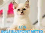 Bluepoint Mitted Male Levi - Ragdoll Cat For Sale - Mount Joy&comma; PA&comma; US