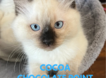 Chocolate point male Cocoa - Ragdoll Cat For Sale - Mount Joy&comma; PA&comma; US