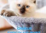 Charlie chocolate point - Ragdoll Cat For Sale - Mount Joy&comma; PA&comma; US