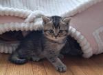 Scott 3 - Scottish Straight Cat For Sale - Brooklyn&comma; NY&comma; US