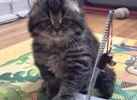 Scott 1 - Scottish Fold Cat For Sale - Brooklyn&comma; NY&comma; US