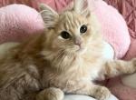 Marigold - Maine Coon Cat For Sale - Manchester Township&comma; NJ&comma; US