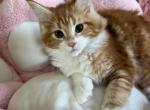 Daisy 1 - Maine Coon Cat For Sale - Manchester Township&comma; NJ&comma; US
