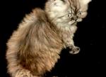 Cleopatra a Rare Colored Smoke Persian - Persian Cat For Sale - Las Vegas&comma; NV&comma; US